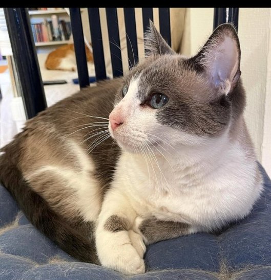 caturday sept 17 2022