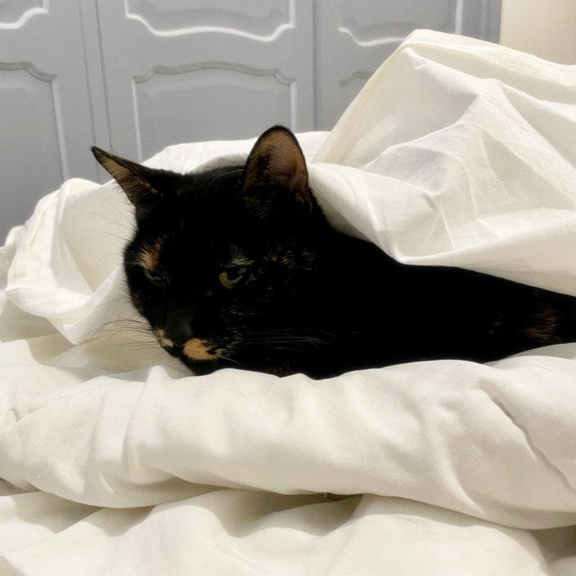 caturday oct 22 2022