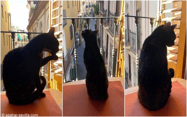 caturday october 1 2022