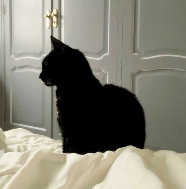 caturday october 15 2022