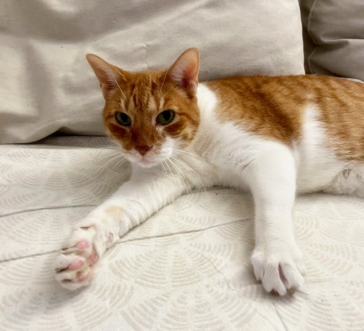 caturday october 8th 2022