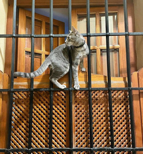 caturday octover 29 2022