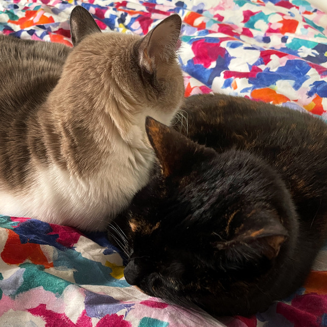 caturday nov 12 2022