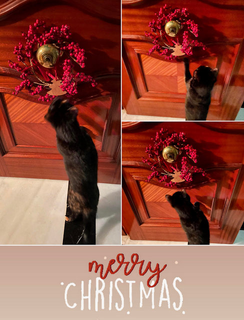 caturday dec 24 2022