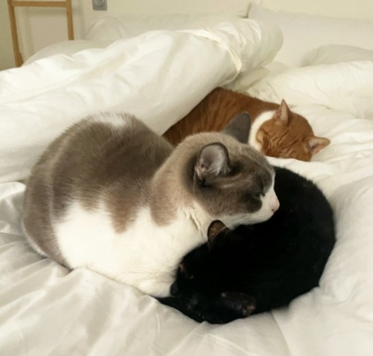 caturday dec 31 2022