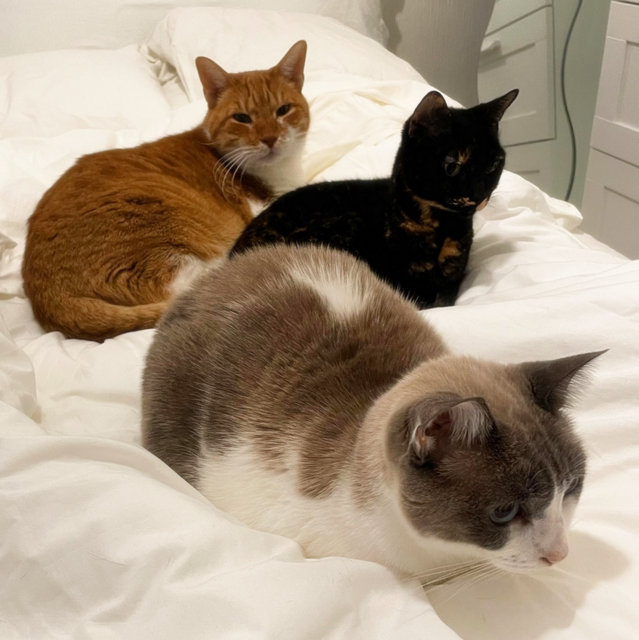 caturday december 10th 2022