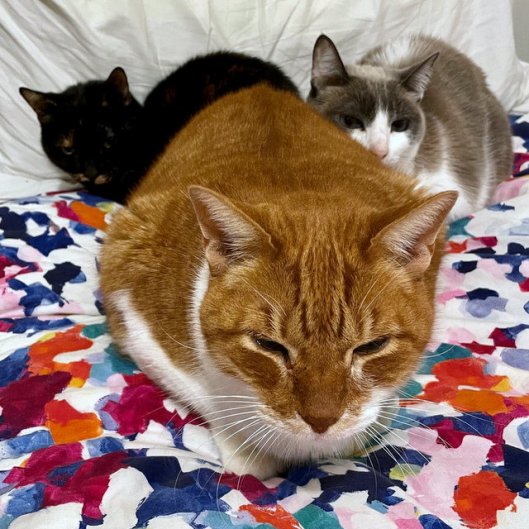 caturday jan 20 2023