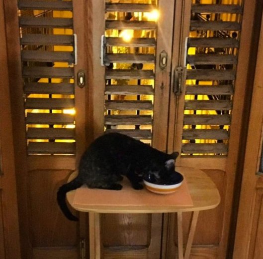 caturday january 14 2023