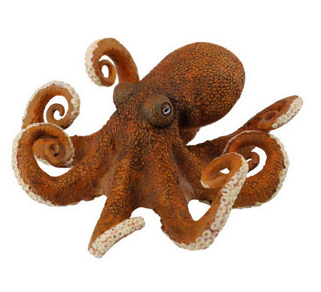 pulpo