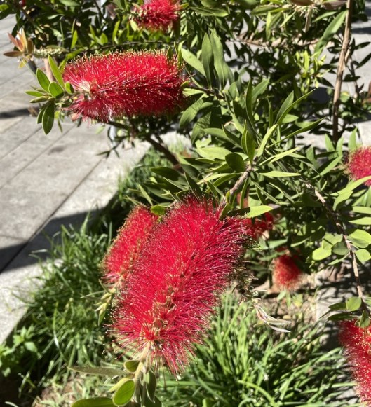 bottle brush (2)