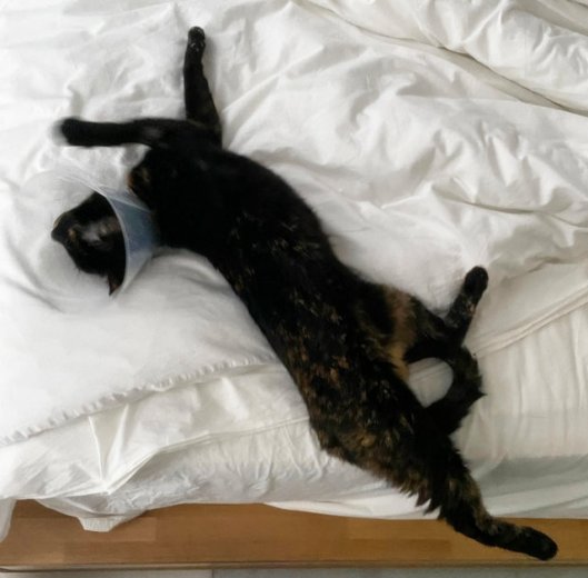 caturday april 1 2023