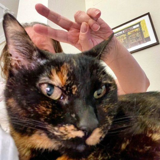 caturday april 22 2023