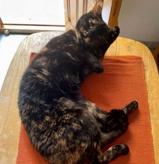 caturday april 29 2023