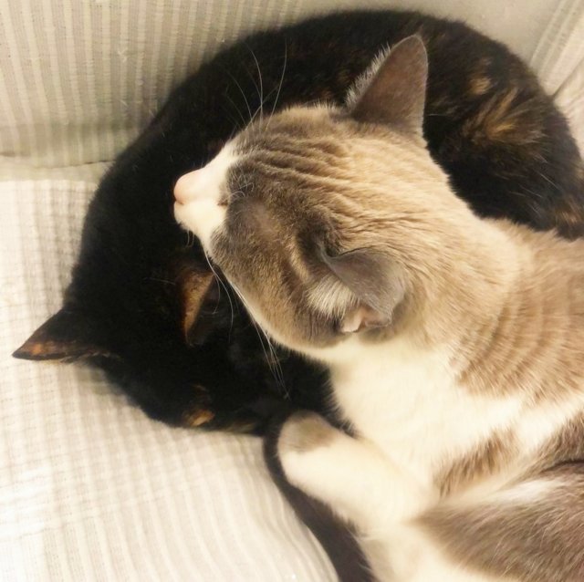 caturday april 8th 2023