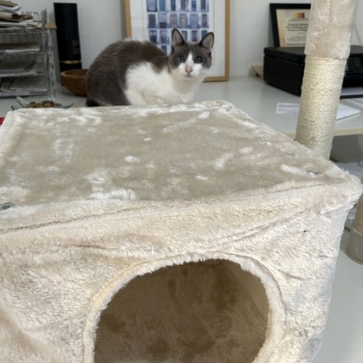 cat tree 2023 (1)