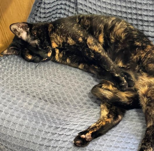 caturday may 13 2023