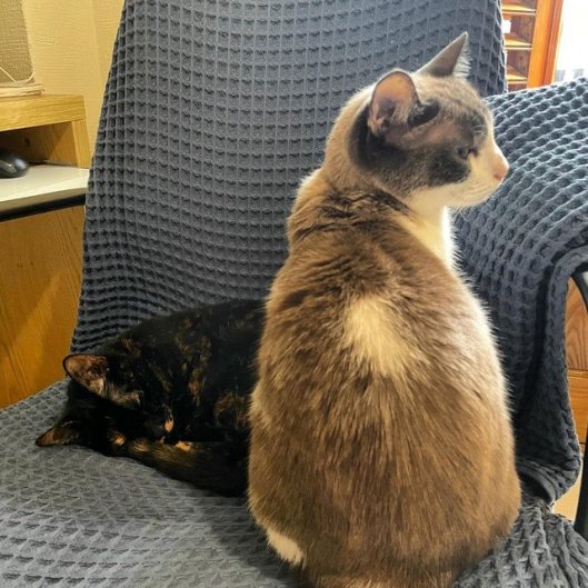 caturday may 27 2023