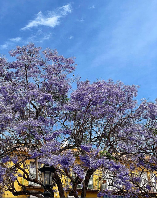jacaranda 2023