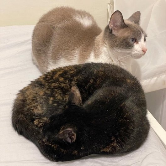 caturday june 3 2023 (1)