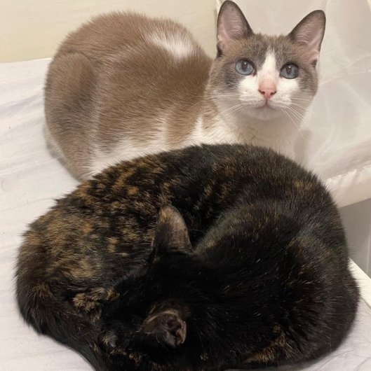 caturday june 3 2023 (2)