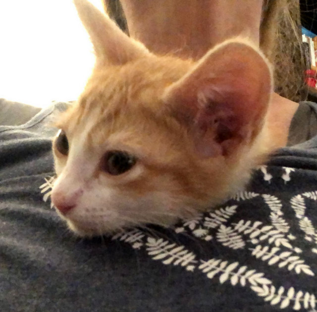 orange boy (3)