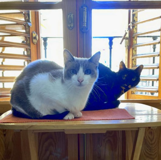 caturday july 1 2023