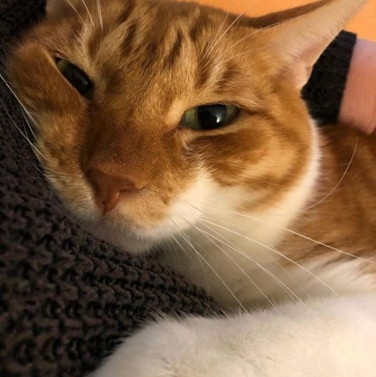 caturday july 15 2023