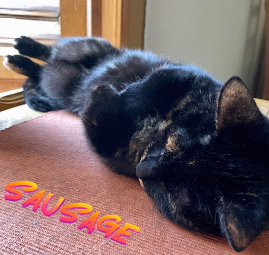 caturday july 8 2023