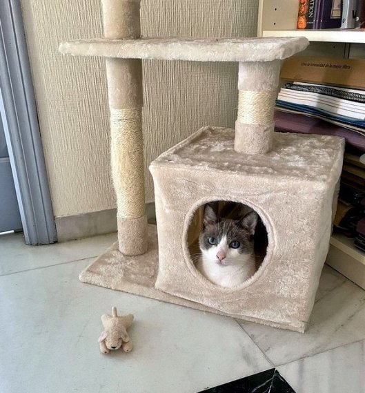 caturday august 26 2023