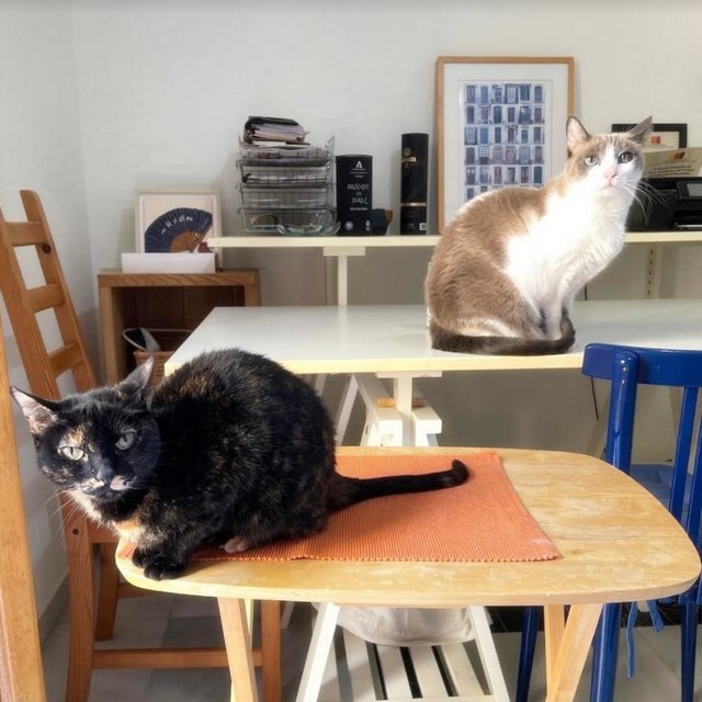 caturday sept 23 2023 (1)