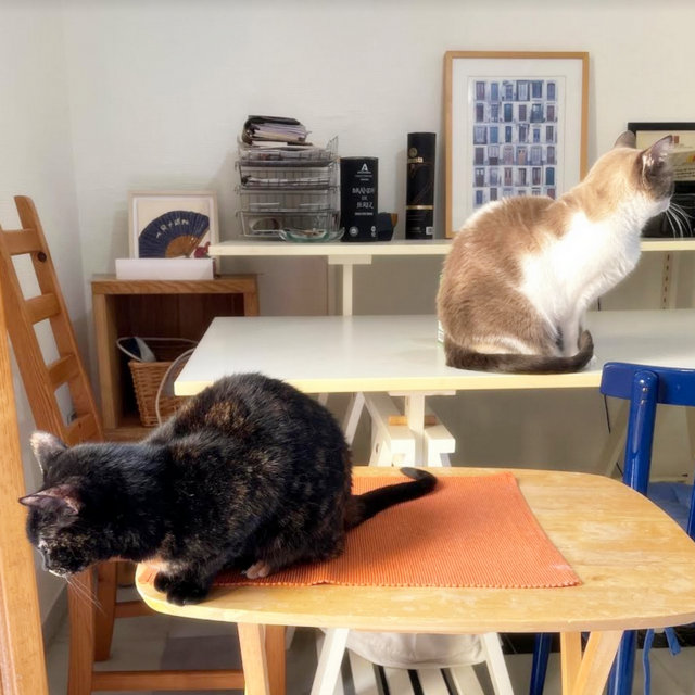 caturday sept 23 2023 (2)