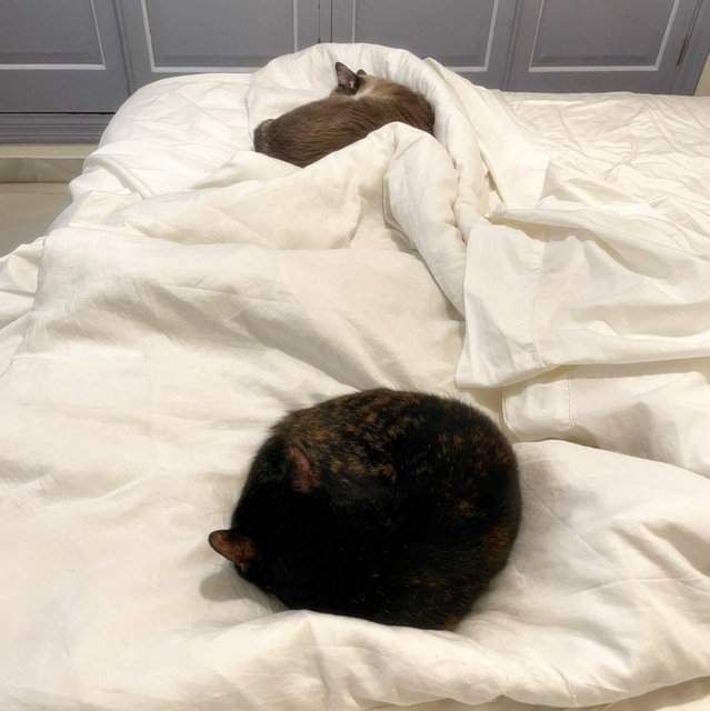 caturday sept 30 2023