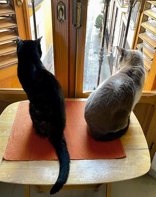 caturday sept 9 2023