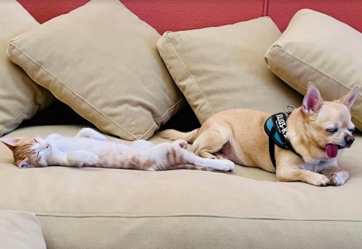 caturday oct 7 2023 (1)