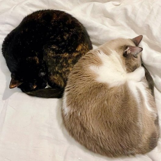 caturday october 21 23 (1)