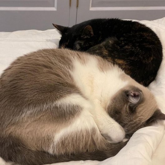 caturday october 21 23 (2)