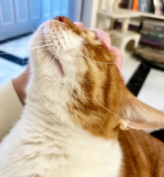 caturday november 11 2023