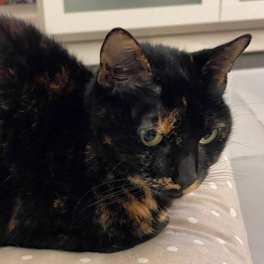 caturday november 18 2023