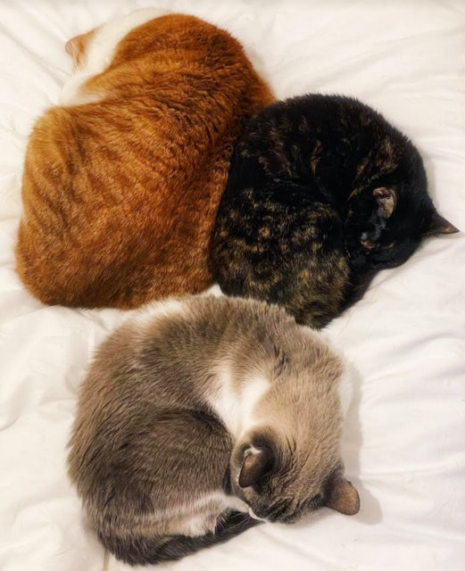 caturday november 25 2023