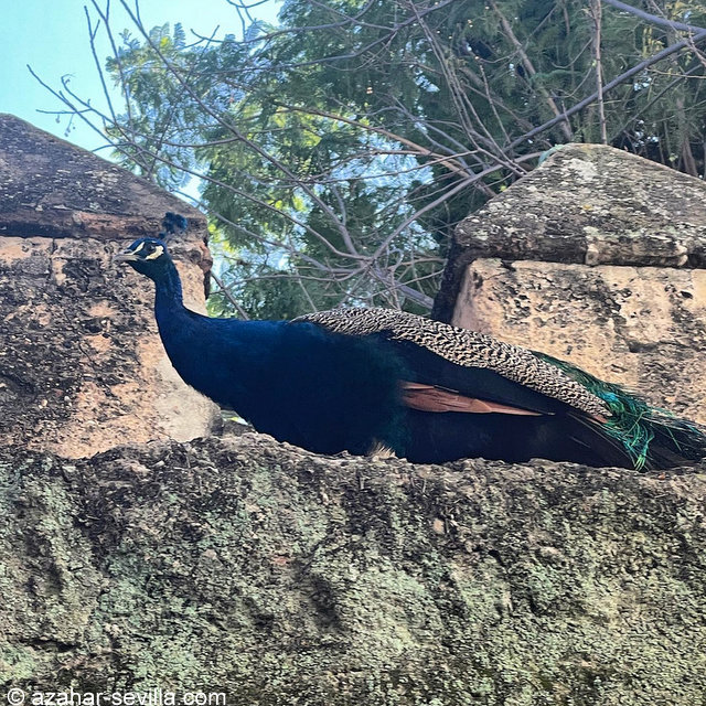 peacock