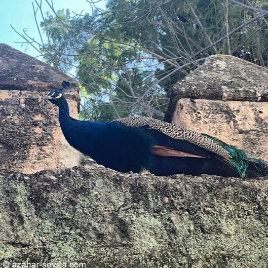 peacock