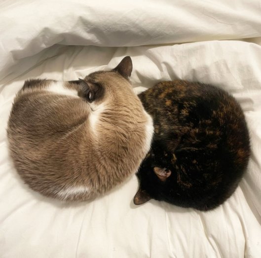 caturday december 16 2023