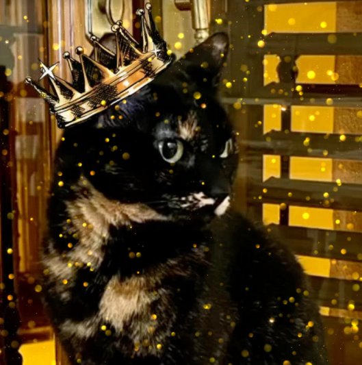 caturday december 23 2023