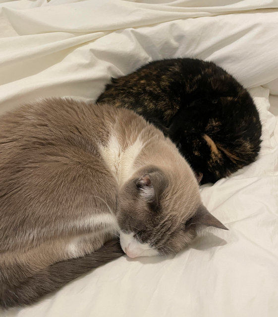 caturday december 30 2023