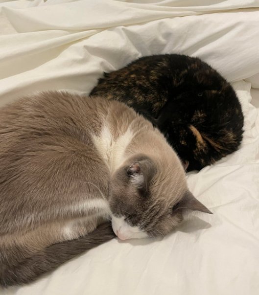 caturday december 30 2023