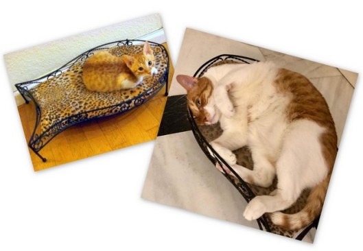 little loki big loki