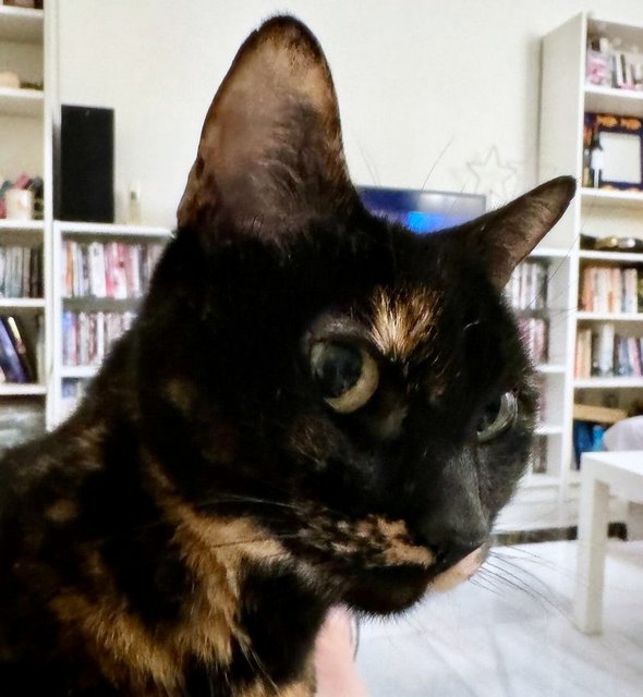 caturday jan 20 2024