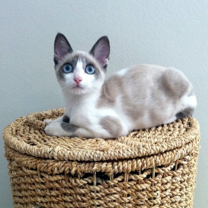 caturday january 13 2014