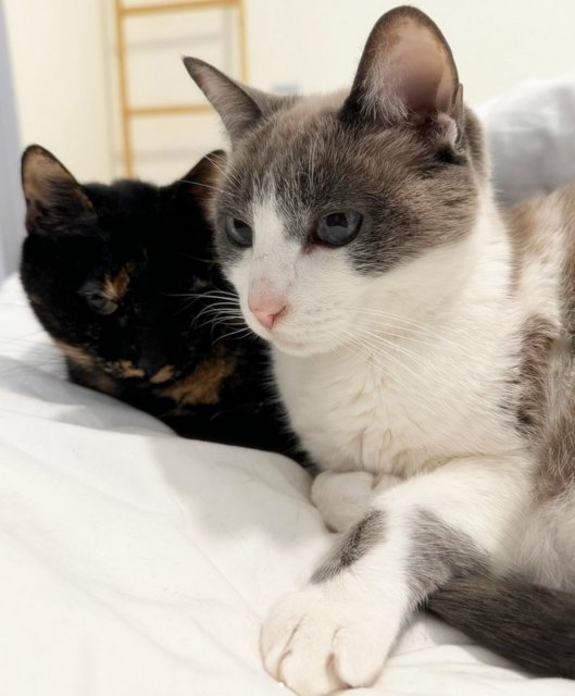 caturday feb 17 2024 (1)