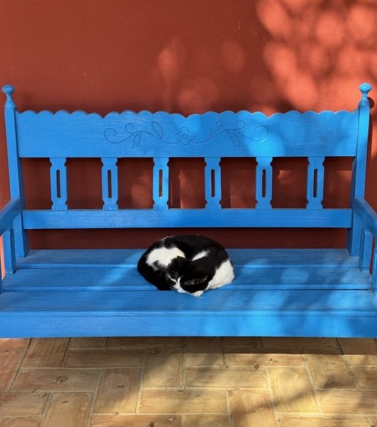 caturday february 3 2024